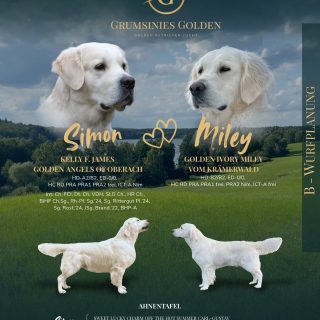 Unsere Miley ist trächtig! 🍾🎉
Das Ultraschallbild hat es bestätigt. Das liebevolle Rendezvous zwischen Simon (Kelly F. James Golden Angels of Oberach) und Miley (Golden Ivory Miley vom Krämerwald) trägt Früchte.💕 
Wenn weiterhin alles gut verläuft, erwarten wir die Geburt der kleinen Racker um den 15. Mai.🍀
