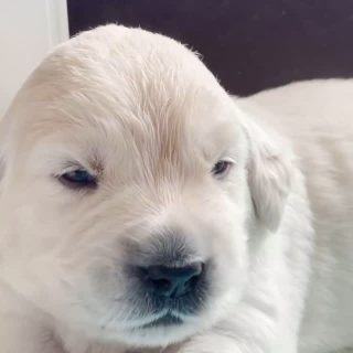 #grumsinies #grumsiniesgolden #goldenretriever #zucht #hund #golden #retriever #puppy