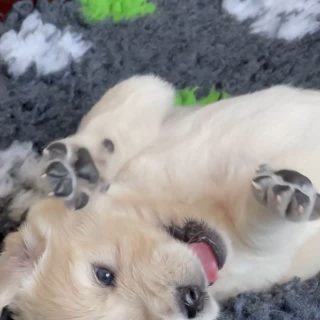 Unsere Grumsinies Golden Welpen entdecken die Welt 🐾😍.

Die Kleinen haben inzwischen die Wurfkiste verlassen und beginnen, ihre Umgebung neugierig zu erkunden. Mit tapsigen Pfoten erleben sie nun ihre ersten kleinen Abenteuer.
Es beginnt eine wunderbare Zeit voller neuer Eindrücke und großer Entwicklungsschritte.