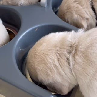 … die Bande muss an die frische Luft … 😉🥰🐾