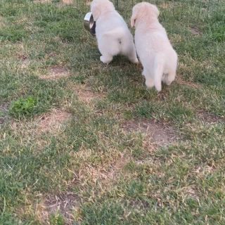 Sommerparty 😎⛱️ Die kleinen Grumsinies aus unserem B-Wurf hatten wieder jede Menge Spaß 😅 

grumsinies.de