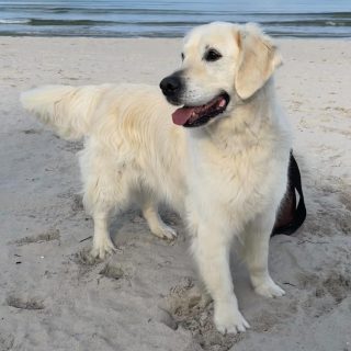 Happy Birthday! 🥳 Unser Emerson 🥰 (Golden Emerson vom Krämerwald) feierte am 19. September seinen 9. Geburtstag. Auf noch viele schöne gemeinsame Jahre.🍀🍀🍀