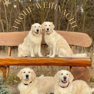 Wir wünschen euch eine schöne Weihnachtszeit 🎄🎁!