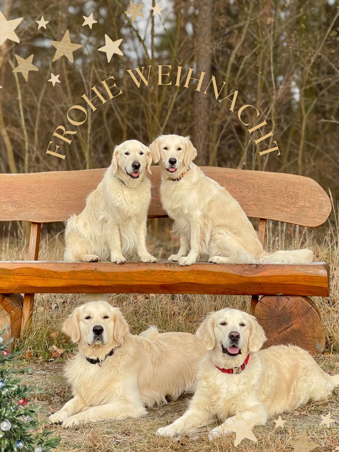 Wir wünschen euch eine schöne Weihnachtszeit 🎄🎁!