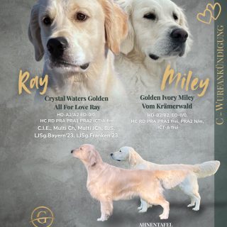 Baby-News auf vier Pfoten: Unser C-Wurf von Ray und Miley ist unterwegs 🐶🐾 grumsinies.de