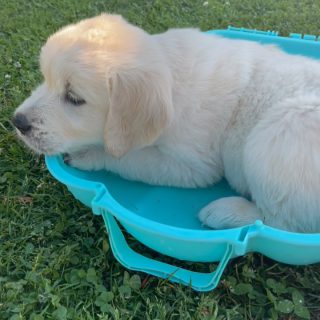 Unsere C-Chens trotzen der Hitzewelle 🐾😅🥰☀️
www.grumsinies.de
