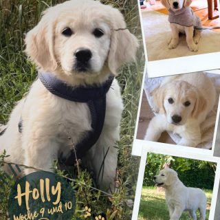 GRUMSINIES GOLDEN - UNSER C-WURF IST AUSGEZOGEN

Holly, Cello, Otis, Cedric und Ida haben sich alle wunderbar in ihren neuen Familien eingelebt und bereichern ihren Alltag mit ihrem liebevollen, neugierigen und verspielten Wesen. Ob heimliche Zucchini-Diebstähle, wilde Spielminuten, Abenteuer im Wald, Wasserspaß oder innige Kuscheleinheiten, jeder Welpe entwickelt dabei seinen ganz eigenen Charakter und entdeckt seine neue Welt auf seine Weise. Gemeinsam zeigen die fünf, wie schnell aus kleinen Fellnasen geliebte Familienmitglieder werden …
… mehr dazu unter
https://grumsinies.de/unser-c-wurf-ist-ausgezogen/