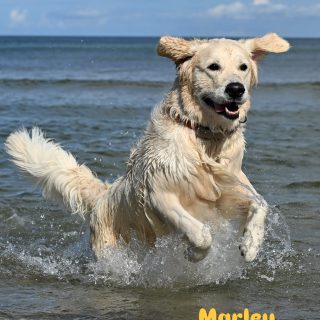 Happy Birthday 🍖 Marley und Arizona. Alles Gute zum 3. Geburtstag🥳. Liebe Grüße an eure Geschwister aus unserem A-Wurf. Bleibt alle schön gesund 🍀 und habt einen schönen Tag.❤️