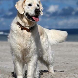 Unser kleiner süßer Teddy Emerson ❤️ feiert seinen 10. Geburtstag 🍀