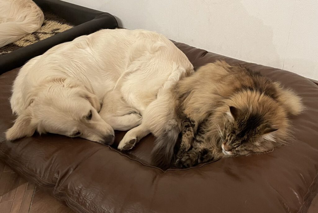 Kater Louis mit Miley beim Mittagsschläfchen