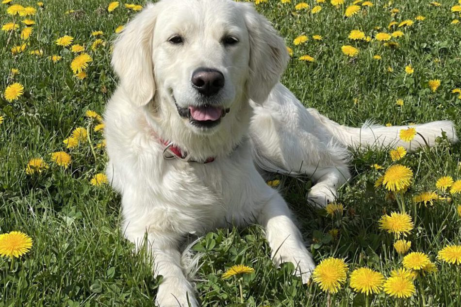 Miley zwischen Butterblumen