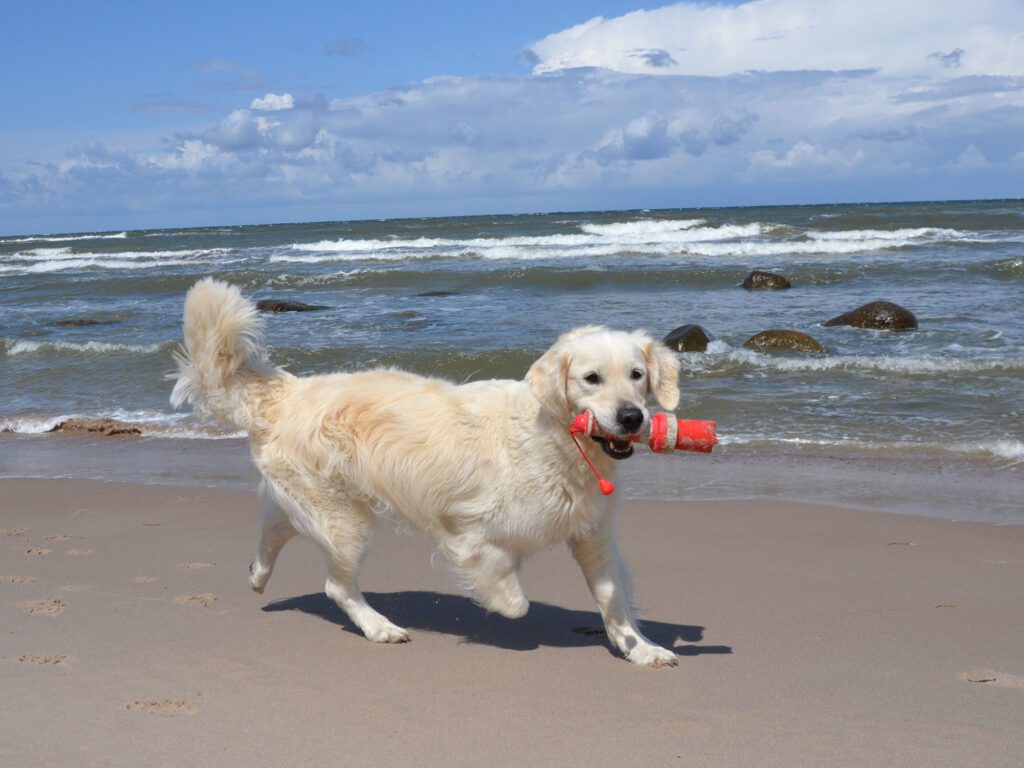 Golden Retriever Emerson im Urlaub mit den Grumsinies Golden am Strand von Rügen.