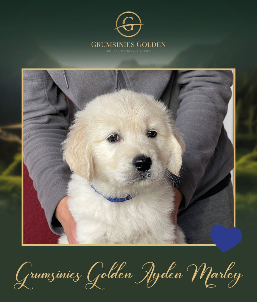 Grumsinies Golden Ayden Marley