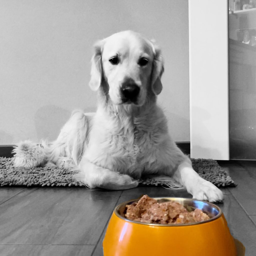 Grumsinies Golden - Retriever Zucht, Hund Emerson vor dem Napf mit Reico Futter