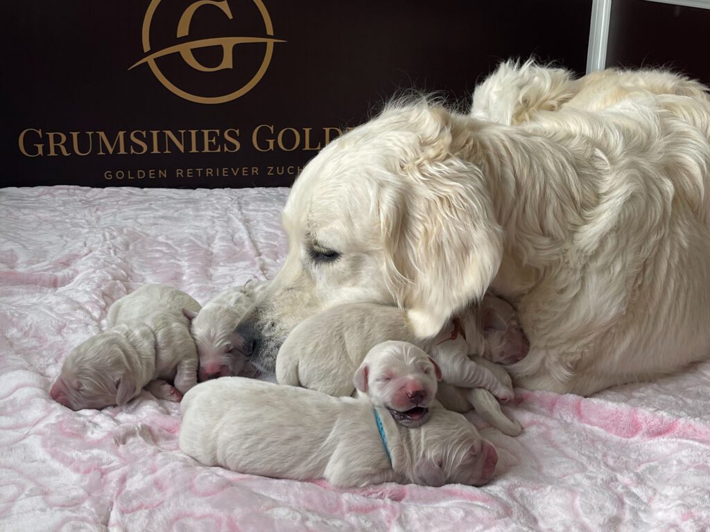olden Retriever Miley hat ihren zweiten Wurf im Zwinger Grumsinies Golden vollbracht. Sie liegt in der Wurfkiste zusammen mit ihren 6 Welpen.