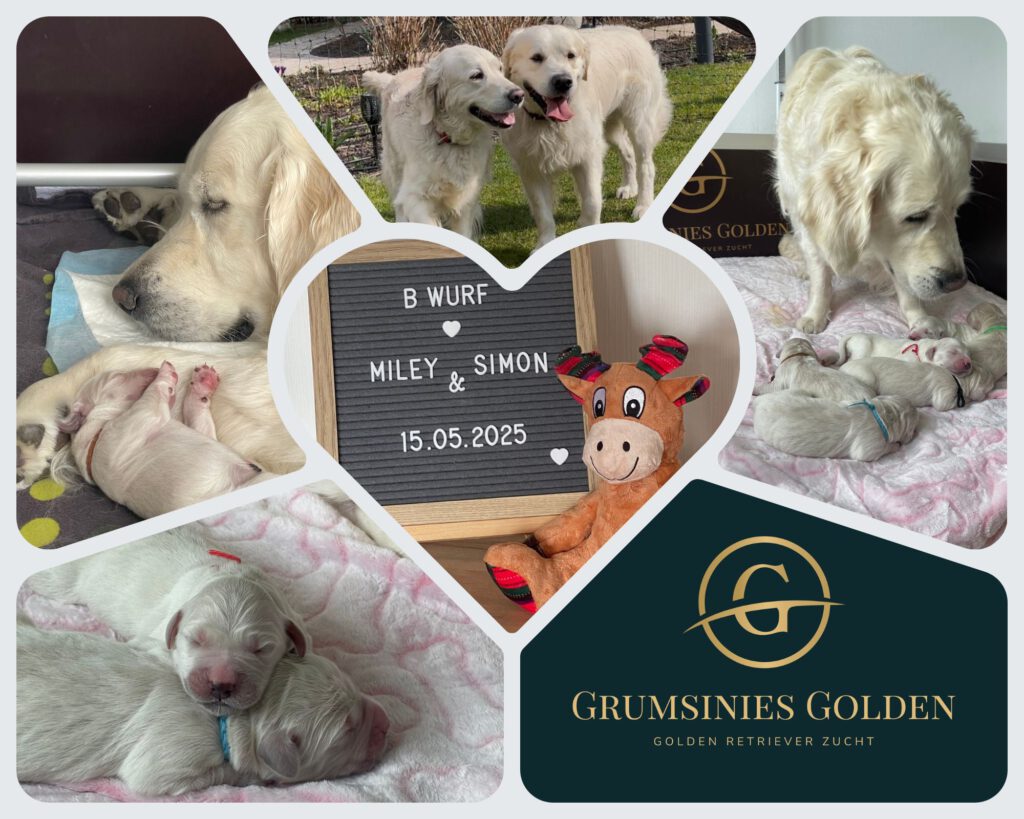 Grumsinies Golden B-Wurf, Collage, Golden Retriever, Welpen, Zucht