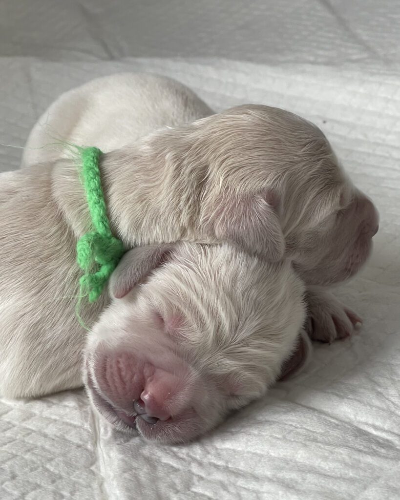 Grumsinies Golden, Golden Retriever Zucht, B-Wurf, die Welpen kuscheln