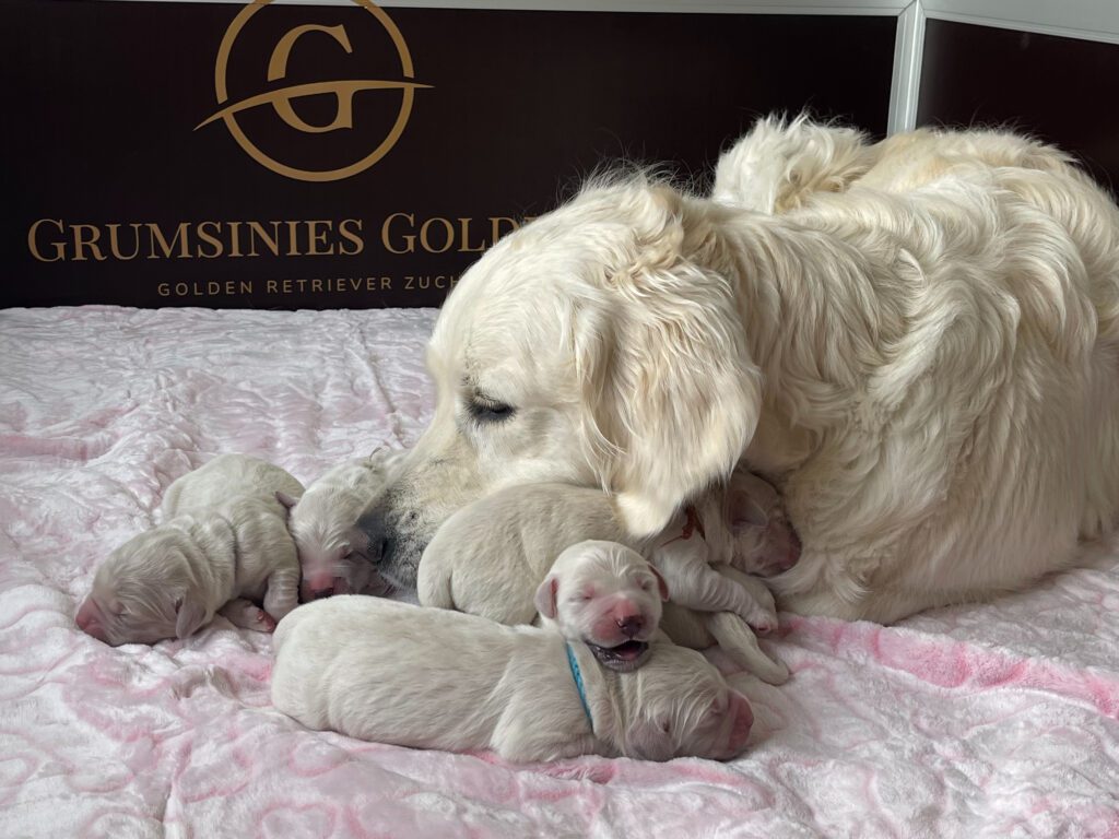 Grumsinies Golden B-Wurf, Golden Retriever, Welpen, Zucht
