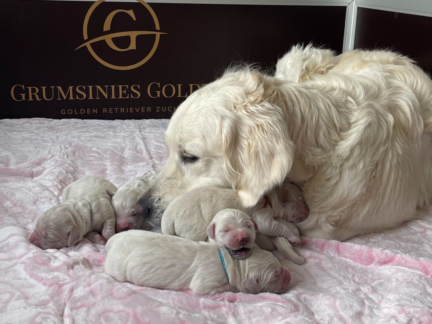 Grumsinies Golden B-Wurf, Golden Retriever, Welpen, Zucht