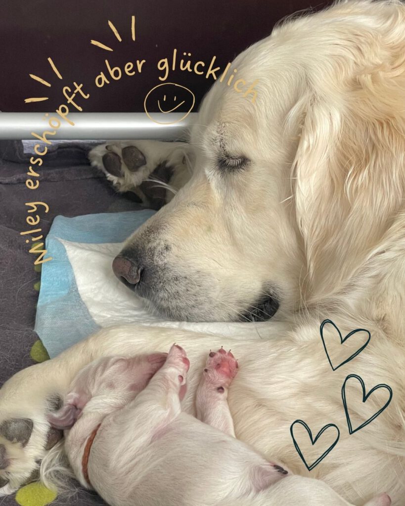 Grumsinies Golden B-Wurf, Golden Retriever, Welpen, Zucht