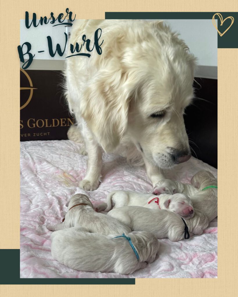 Grumsinies Golden B-Wurf, Golden Retriever, Welpen, Zucht