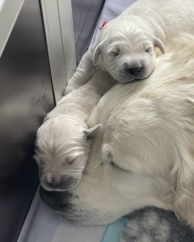 Grumsinies Golden, Golden Retriever Zucht, B-Wurf, die Welpen kuscheln mit Mama