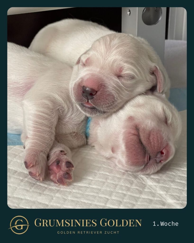 Grumsinies Golden, Golden Retriever Zucht, B-Wurf, die Welpen kuscheln