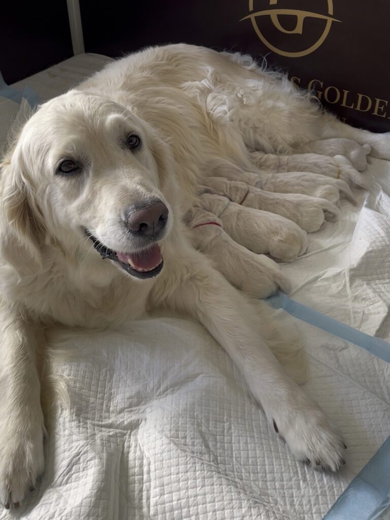 Golden Retriever Miley hat ihren zweiten Wurf im Zwinger Grumsinies Golden vollbracht. Sie liegt in der Wurfkiste zusammen mit ihren 6 Welpen.