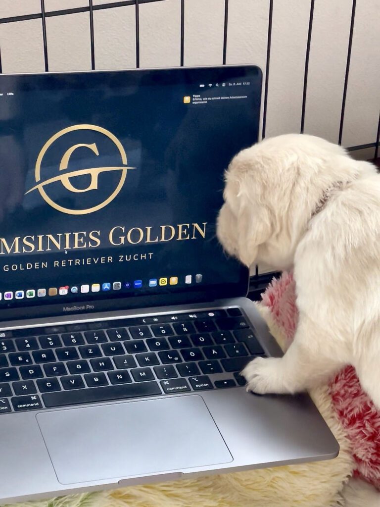 Grumsinies Golden B-Wurf, ein Welpe hilft bei der PR-Arbeit