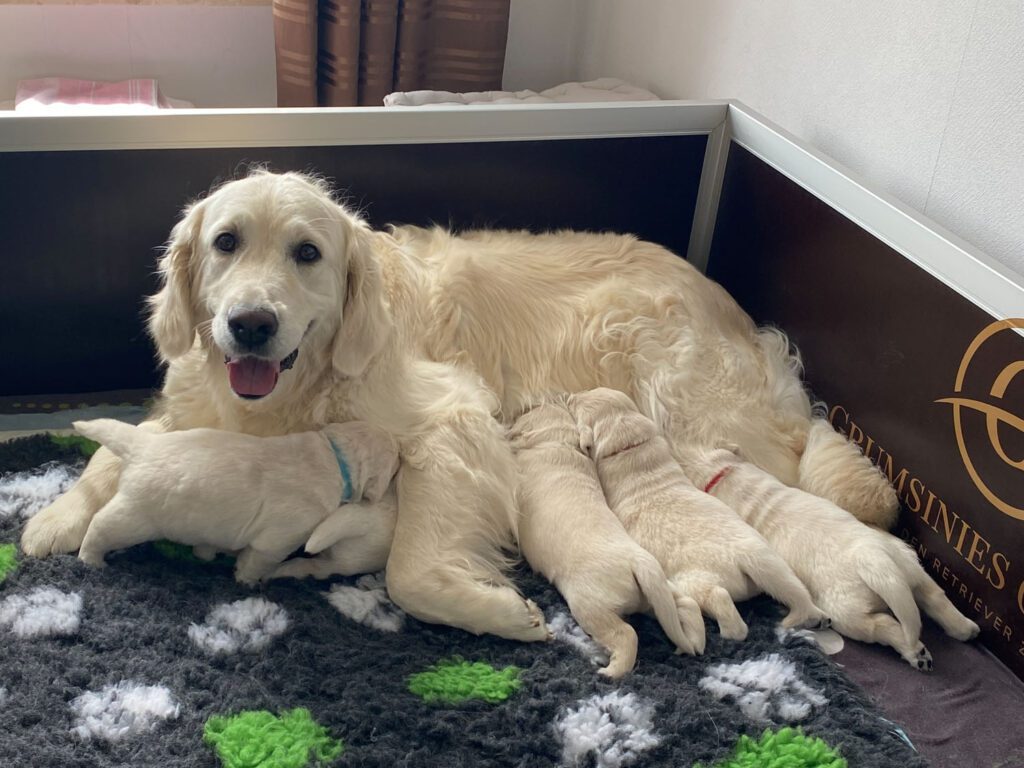 Grumsinies Golden, Golden Retriever Zucht, B-Wurf in der zweiten Woche beim Säugen