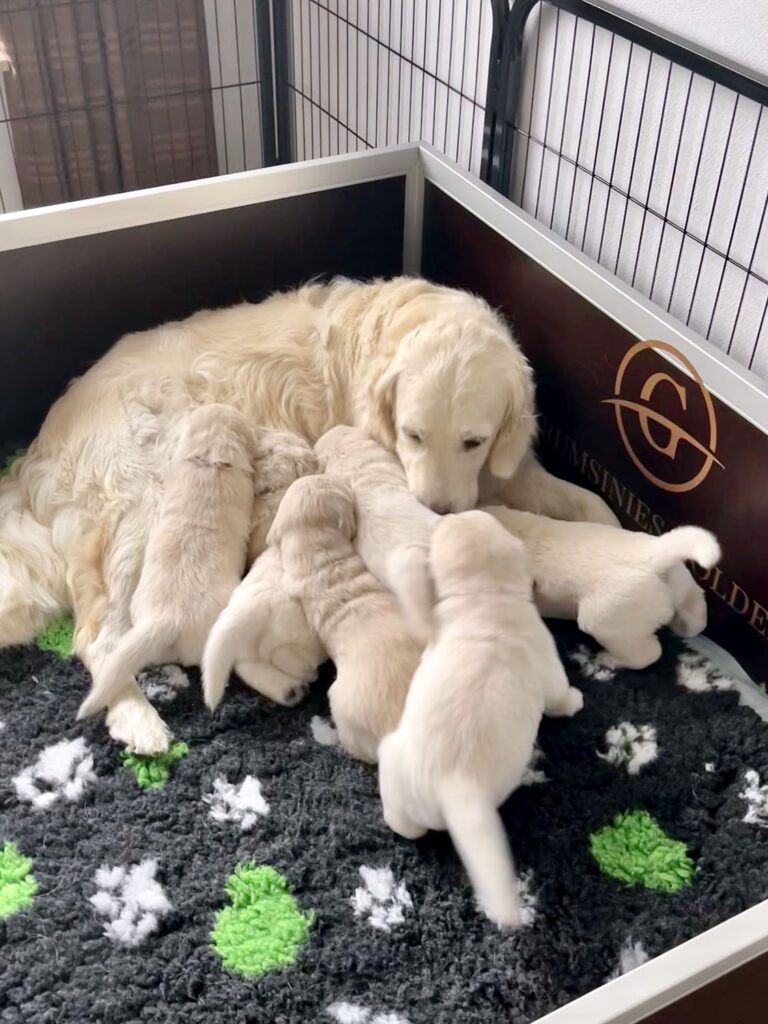 Grumsinies Golden B-Wurf, alle 6 Welpen trinken bei der Mama.