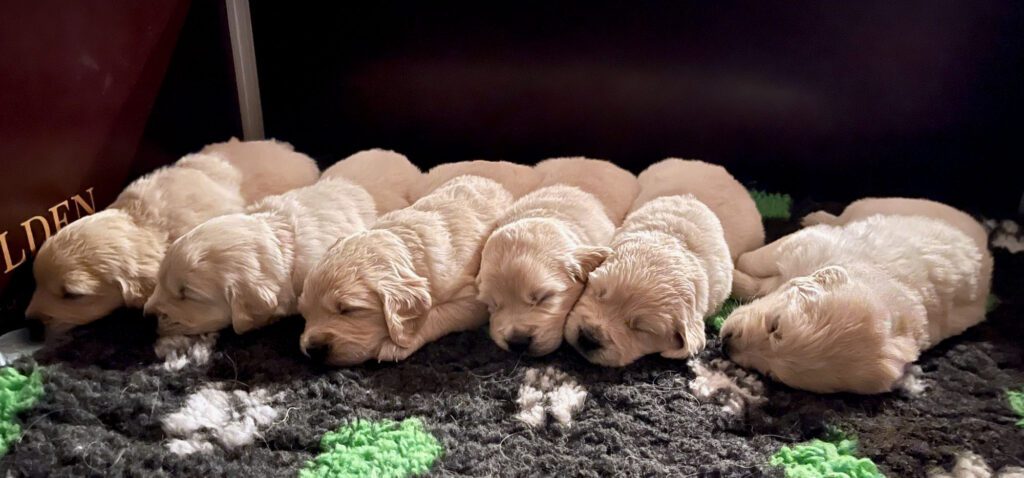 Grumsinies Golden B-Wurf bei der Nachtruhe, 6 kleine Welpen schlafen nebeneinander