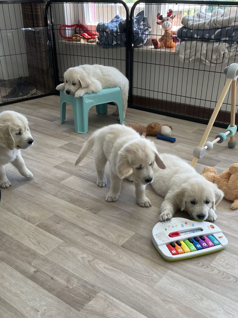 Grumsinies Golden - Goldenretrieverzucht - B-Wurf Welpen beim Spielen