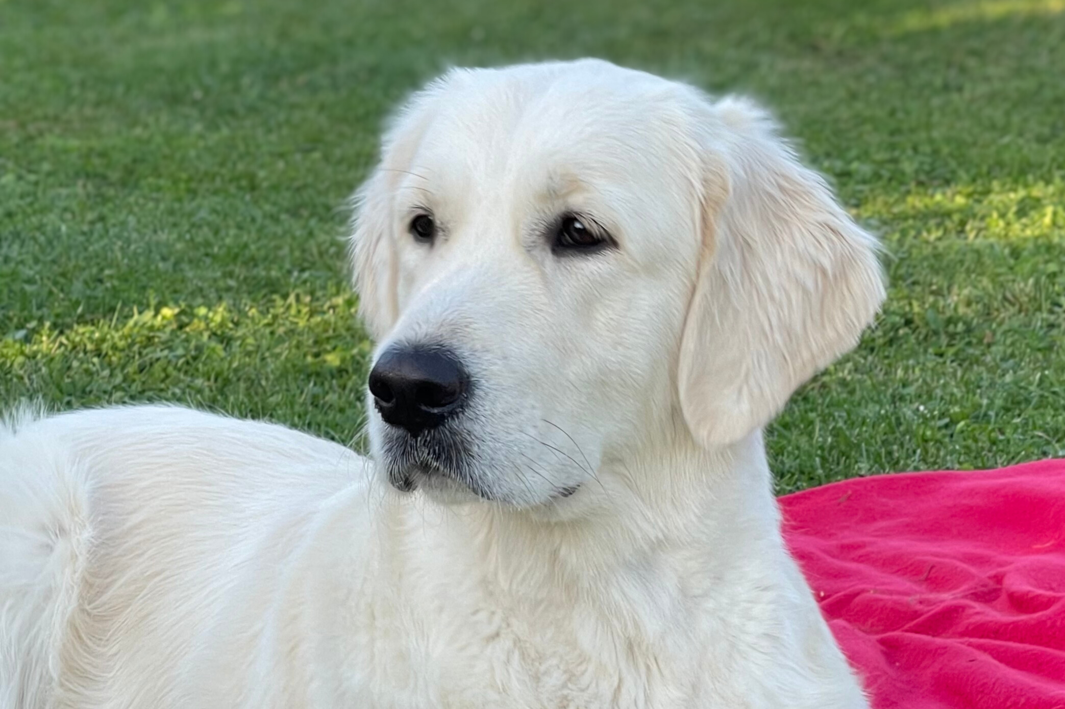 2025_Arizona_Kopf 3-2