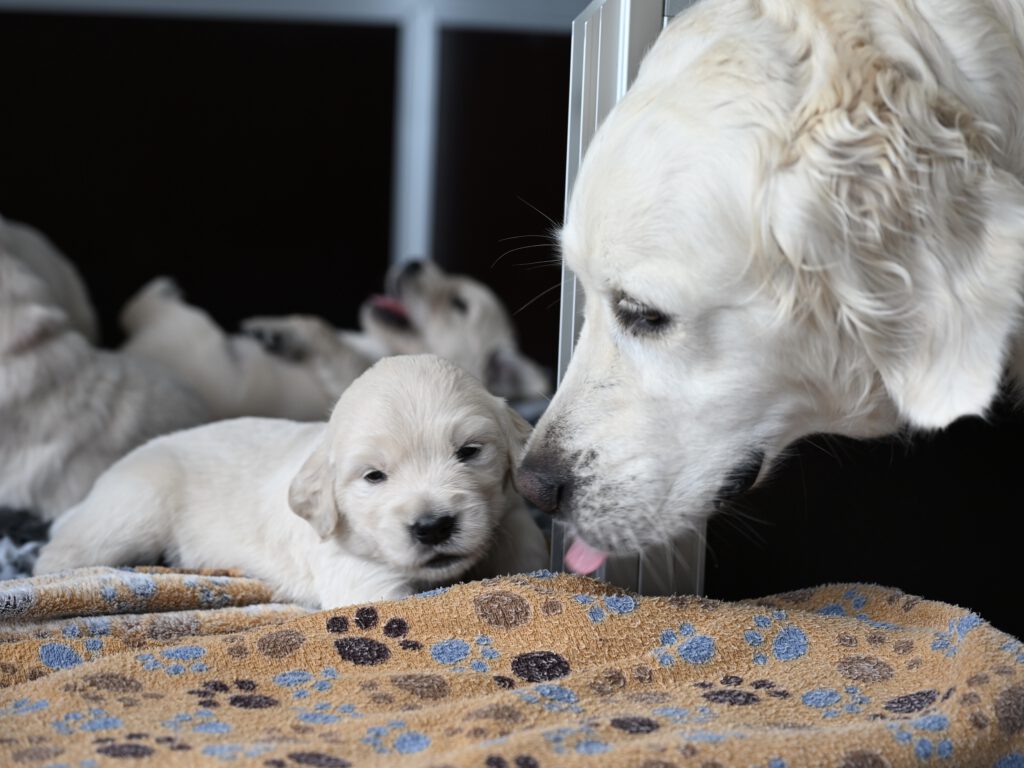 Grumsinies-Golden, Golden Retriever Zucht, C-Wurf