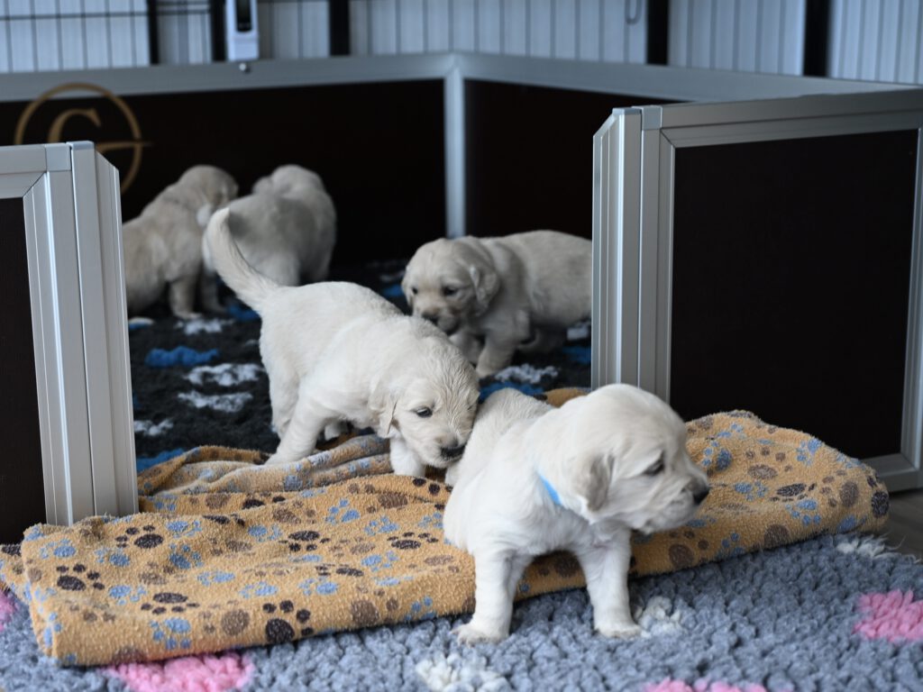 Grumsinies-Golden, Golden Retriever Zucht, C-Wurf