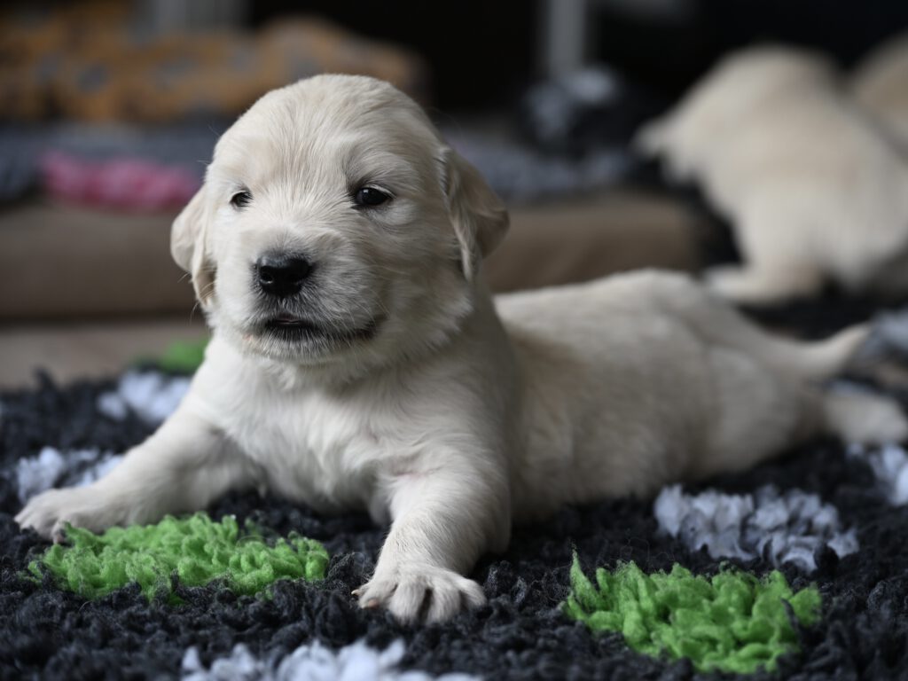 Grumsinies-Golden, Golden Retriever Zucht, C-Wurf