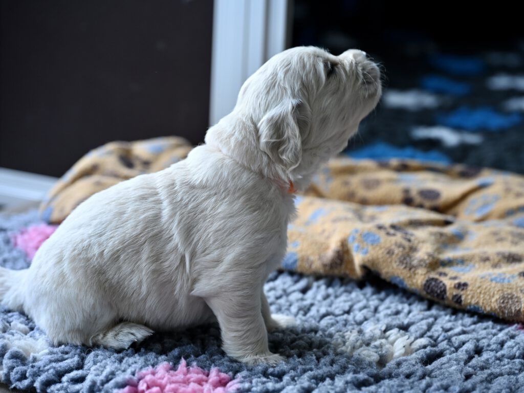 Grumsinies-Golden, Golden Retriever Zucht, C-Wurf