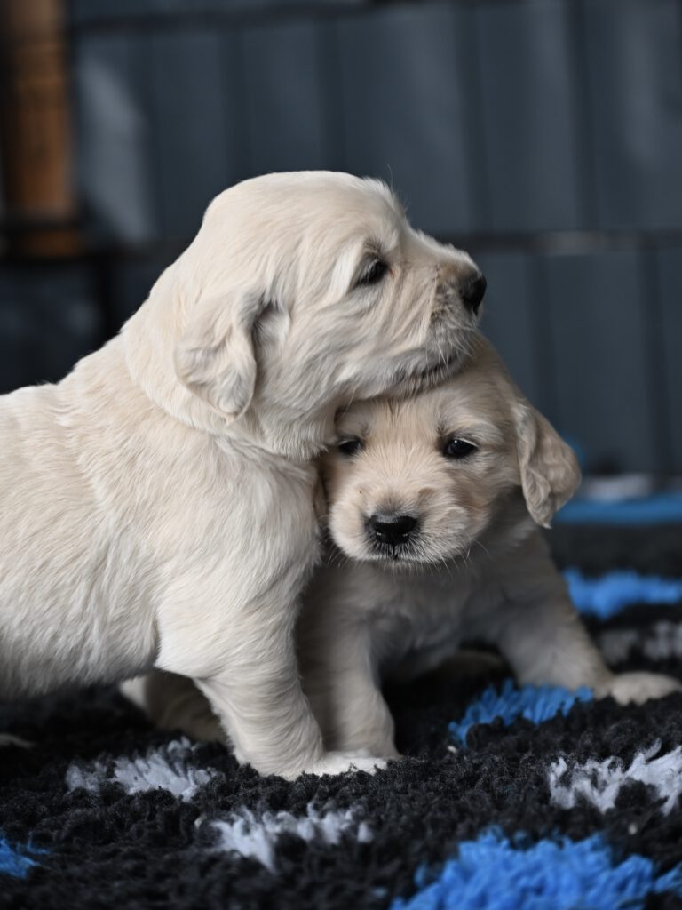 Grumsinies-Golden, Golden Retriever Zucht, C-Wurf