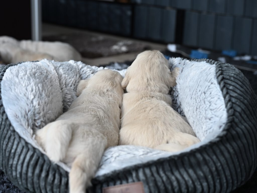Grumsinies-Golden, Golden Retriever Zucht, C-Wurf